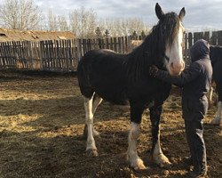 horse Sunny Creek Lexie (Clydesdale, 2016, from Doura Dew-Ridge Douglas)