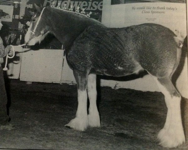 broodmare Sunflower 15098 (Clydesdale, 1992, from Ayton Perfection)