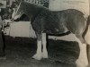 Zuchtstute Sunflower 15098 (Clydesdale, 1992, von Ayton Perfection)