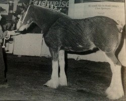 Zuchtstute Sunflower 15098 (Clydesdale, 1992, von Ayton Perfection)