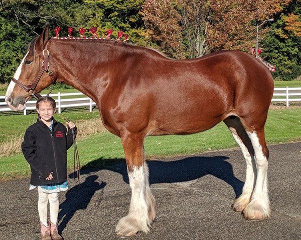 broodmare Woodland Kristina (Clydesdale, 2004, from Willow Way Conor)