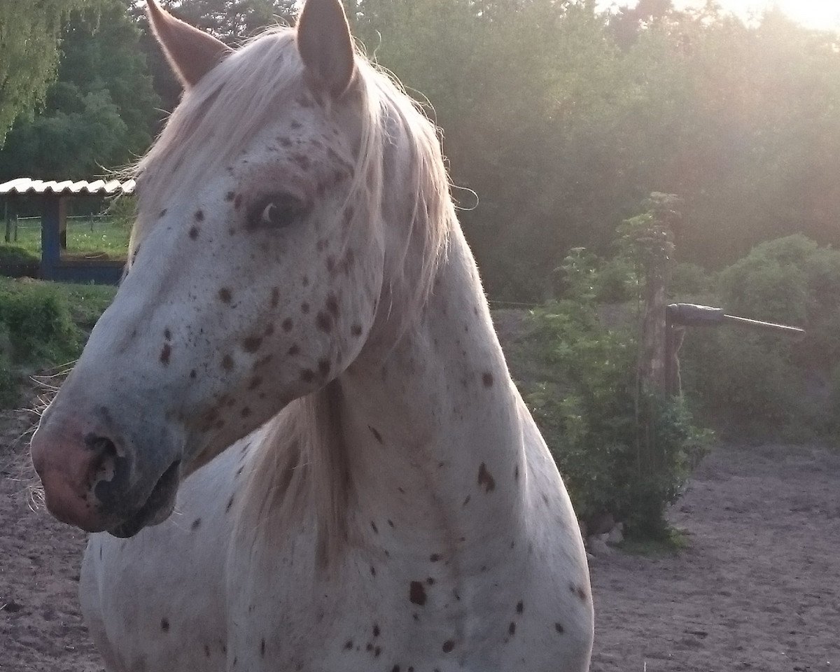 horse Thibor (Knabstrupper, 2014, from Theo)