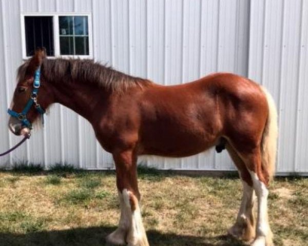 Pferd Sultan's Stoli (Clydesdale, 2017, von S B H Sultan)