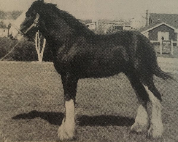 horse Strong-Line Bobby Mcgee Footprint (Clydesdale, 1987, from Mac Rene Bobby Footprint)