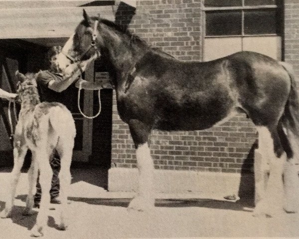 broodmare Strong-Line Rosie May (Clydesdale, 1982, from Prides Cole Younger)