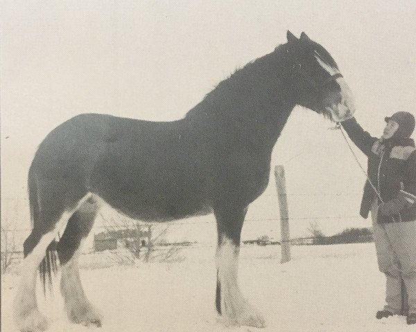 Zuchtstute Strathore Barbi (Clydesdale, 1981, von Benedictine Vintage)