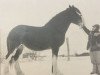 broodmare Strathore Barbi (Clydesdale, 1981, from Benedictine Vintage)