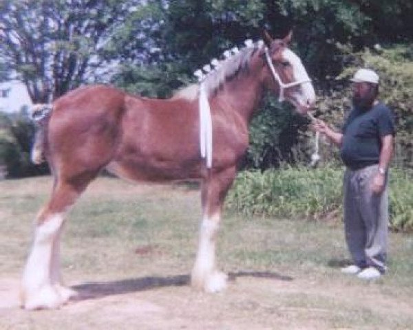 Pferd W-W Stormy April (Clydesdale, 2000, von Greendykes Reflection)