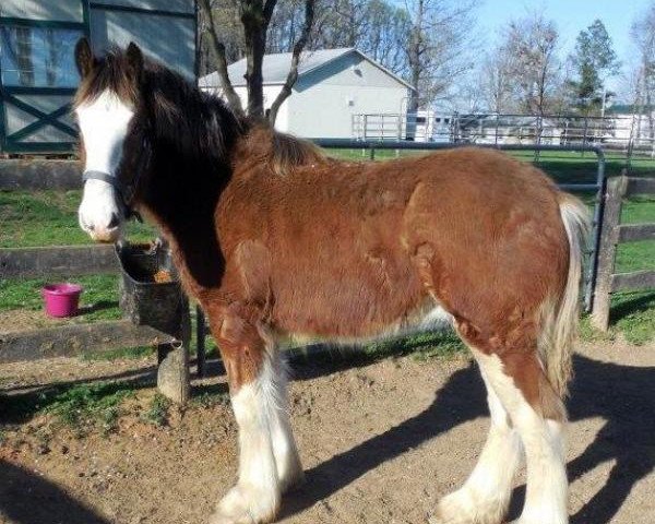 stallion Stormy of Garr Dell (Clydesdale, 2015, from Midnight Majestic Mack)