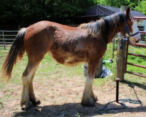 horse Storms Supreme Southern Belle (Clydesdale, 2018, from Stormy of Garr Dell)