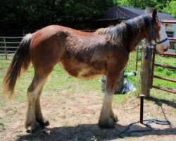 horse Storms Supreme Southern Belle (Clydesdale, 2018, from Stormy of Garr Dell)