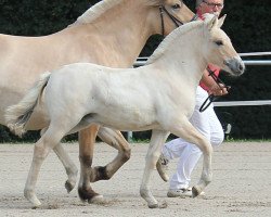 broodmare Lykka (Fjord Horse, 2017, from Njord Halsnæs)