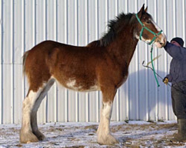 broodmare Stoneyleigh Summer Day (Clydesdale, 2014, from Stoneyleigh Highland Austin)