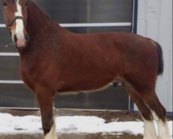 Pferd Stoneyleigh Prince Charming (Clydesdale, 2016, von Birky's Pride Nicodemus)