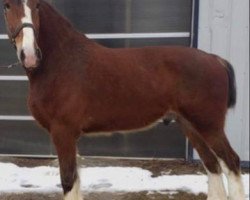 horse Stoneyleigh Prince Charming (Clydesdale, 2016, from Birky's Pride Nicodemus)