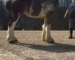 horse Stoneyleigh B.P.N. Owen (Clydesdale, 2016, from Birky's Pride Nicodemus)