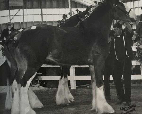 Pferd Stoney Knoll Torrs Lucinda (Clydesdale, 2009, von Torrs Buster)