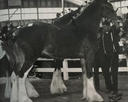 horse Stoney Knoll Torrs Lucinda (Clydesdale, 2009, from Torrs Buster)