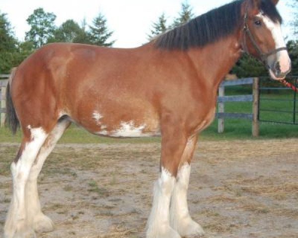 Pferd Stoney Knoll Lady of Skye (Clydesdale, 2010, von Torrs Buster)