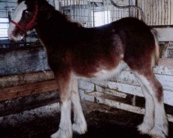 Pferd Stonehaven Spencer Brutus (Clydesdale, 2012, von Boulder Bluff Buster)