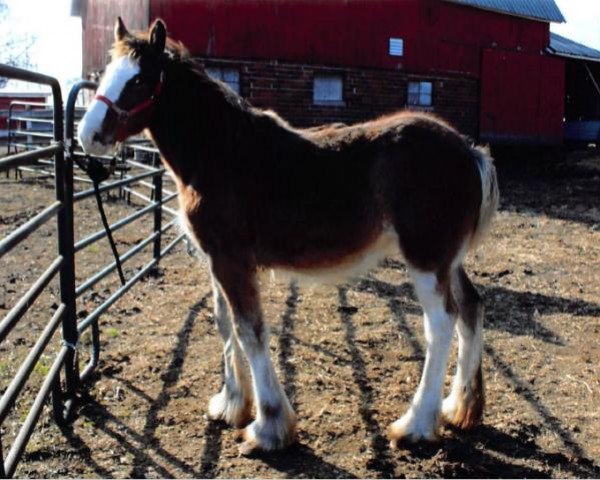 Pferd Stonehaven Mustang Sally (Clydesdale, 2020, von Boulder Bluff Buster)