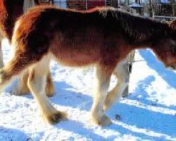 Pferd Stonehaven Macie Monarch (Clydesdale, 2019, von Mashaderal Mason)