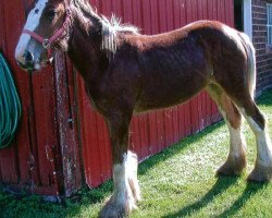 horse Stonehaven Bindi (Clydesdale, 2017, from Boulder Bluff Buster)