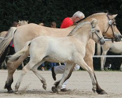 horse Naja (Fjord Horse, 2017, from Koljar)