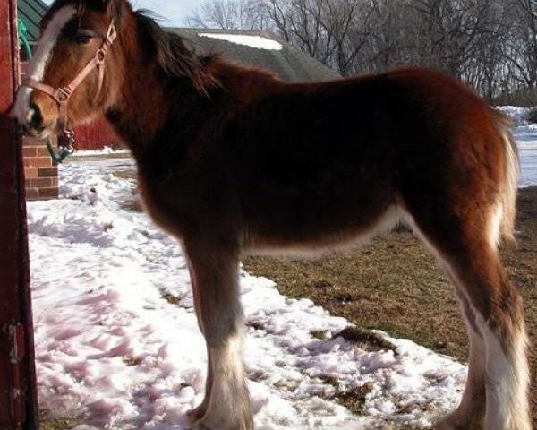 broodmare Stonehaven Beulah (Clydesdale, 2015, from Boulder Bluff Buster)