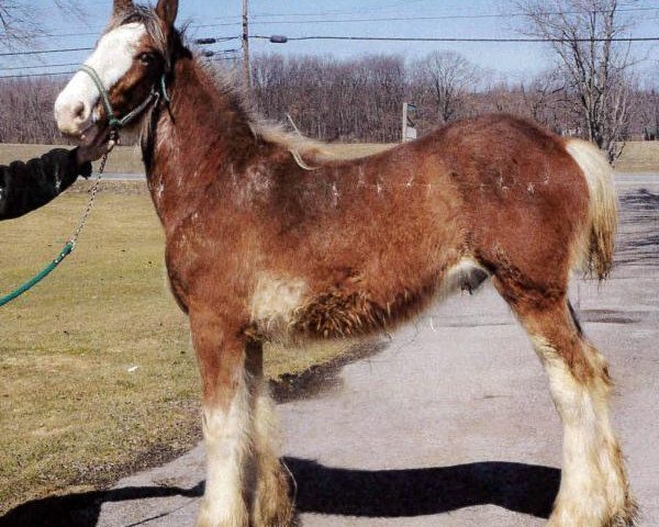 Pferd Stonehaven Andy (Clydesdale, 2014, von Boulder Bluff Buster)