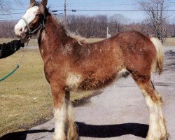 Pferd Stonehaven Andy (Clydesdale, 2014, von Boulder Bluff Buster)