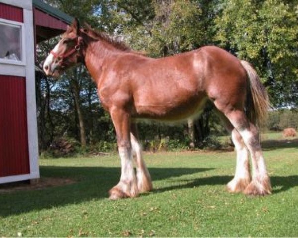 Pferd Stonehaven R. Scott Hood (Clydesdale, 2016, von Boulder Bluff Buster)