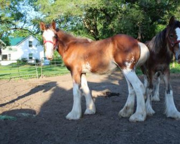 horse Stonehaven Noble Archer (Clydesdale, 2019, from Boulder Bluff Buster)