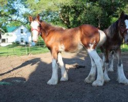 Pferd Stonehaven Noble Archer (Clydesdale, 2019, von Boulder Bluff Buster)