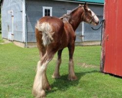 Pferd Stonehaven Ajax (Clydesdale, 2017, von Boulder Bluff Buster)