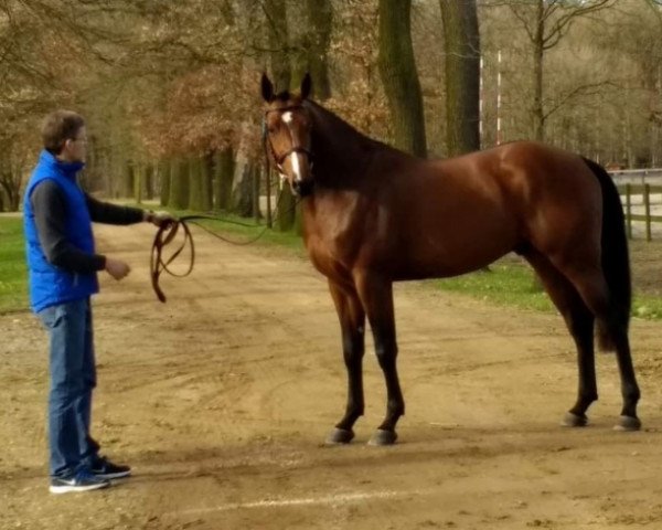 Springpferd I Am du Bosquetiau (Belgium Sporthorse, 2014, von Curby du Seigneur)