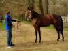 jumper I Am du Bosquetiau (Belgium Sporthorse, 2014, from Curby du Seigneur)