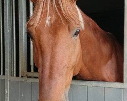 jumper Cool Pleasure Hero Z (Zangersheide riding horse, 2012, from Couletto)