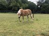 jumper Leandra KF (Haflinger, 2011, from Staniero BE)