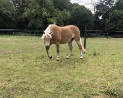 jumper Leandra KF (Haflinger, 2011, from Staniero BE)