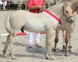 horse Gol (Fjord Horse, 2017, from Golf Gudenå)