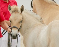 horse Gavin (Fjord Horse, 2017, from Golf Gudenå)