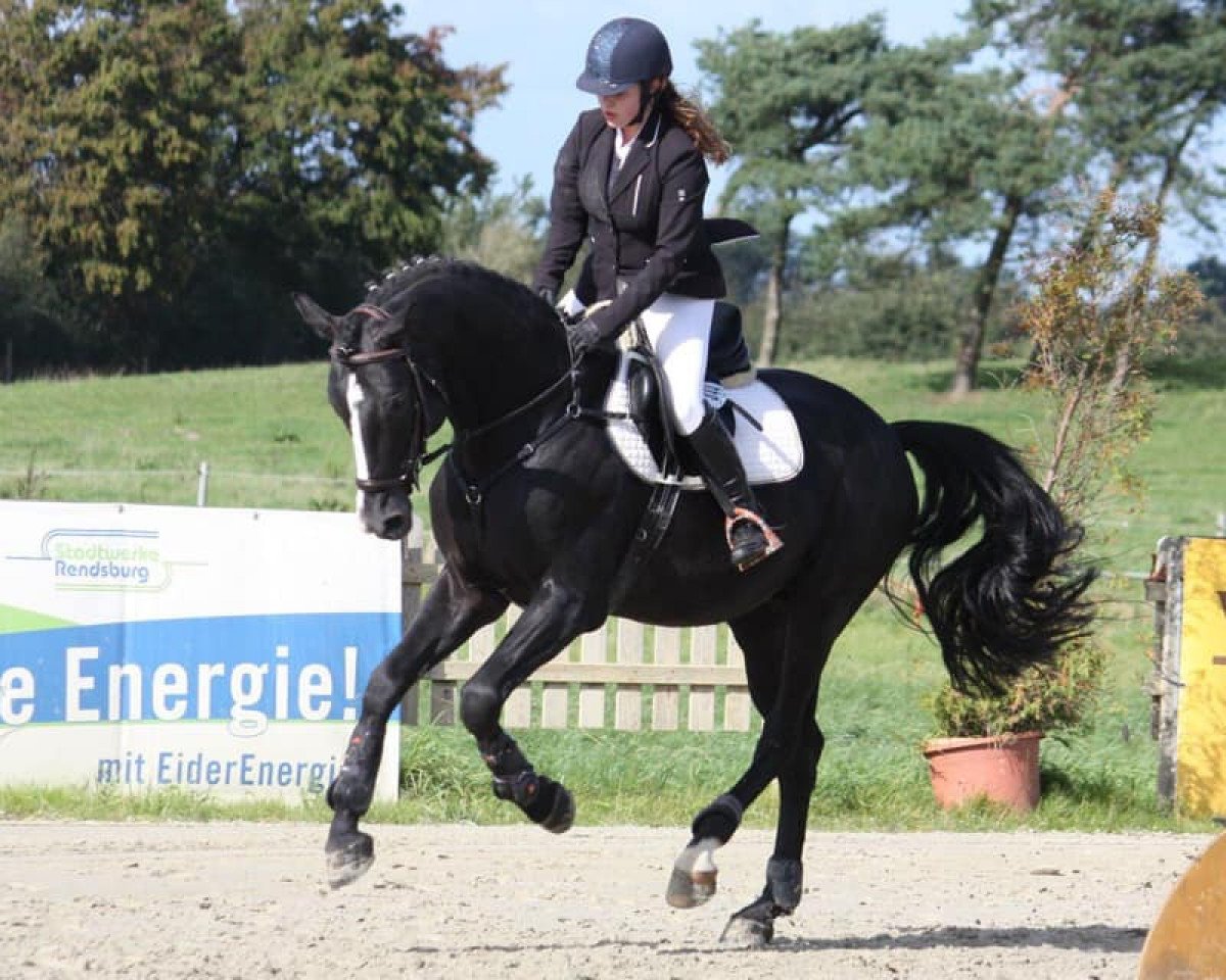 jumper Hermes Go (Westphalian, 2012, from Houston)