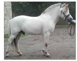 stallion Ingo Frølunde (Fjord Horse, 2015, from Rubin Skovå)