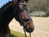 dressage horse Quincy Qube (Oldenburg, 2015, from Quaterback)