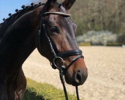 dressage horse Quincy Qube (Oldenburg, 2015, from Quaterback)