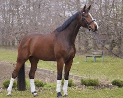 dressage horse Querido D (German Sport Horse, 2010, from Quaterman I)