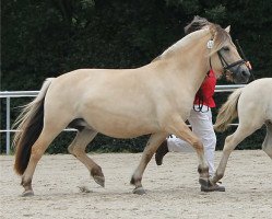 broodmare Athena (Fjord Horse, 2007, from Rånn N.2659)