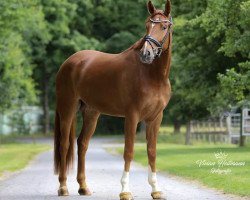 dressage horse Feiner Heiner (Westphalian, 2016, from First Final)