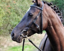 broodmare Noblesse (German Riding Pony, 2009, from Noir de Luxe)